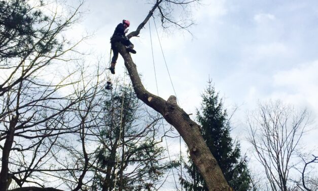 The Benefits of Professional Tree Care Services