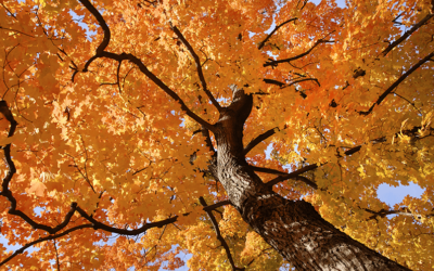 Selecting the Right Trees for Your Property in Toronto