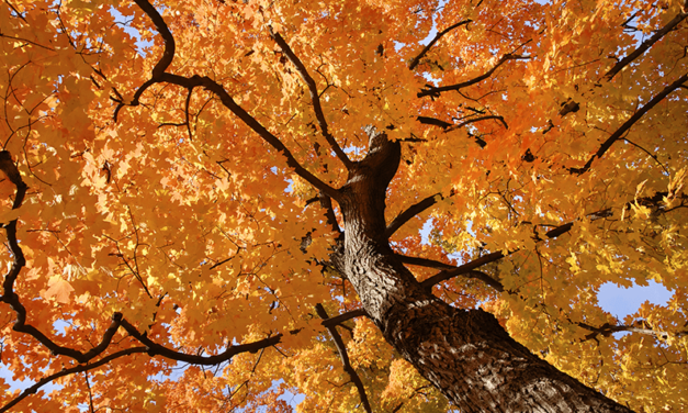 Selecting the Right Trees for Your Property in Toronto