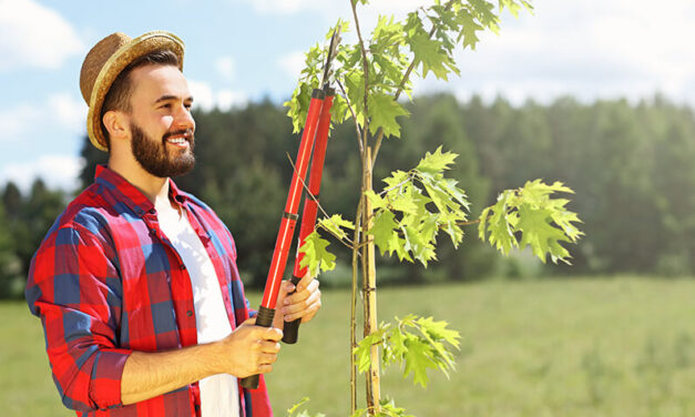 DIY Tree Maintenance Dos and Don’ts Practical Advice for Homeowners in The Beaches