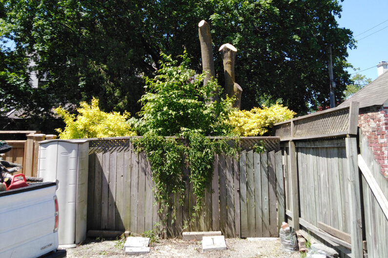 Strategies for Preserving Urban Trees in North York Strategies for Preserving Urban Trees in North York