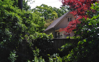 Urban Tree Preservation Strategies in North York, Toronto: Challenges and Solutions