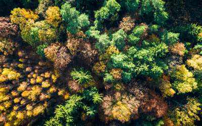 Promoting Tree Diversity The Importance of a Diverse Tree Canopy for Markham’s Ecosystem