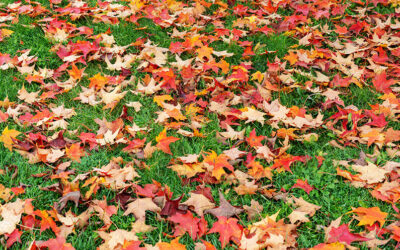 Fall Tree Fertilization: Boosting Tree Health Before Winter Dormancy in Scarborough