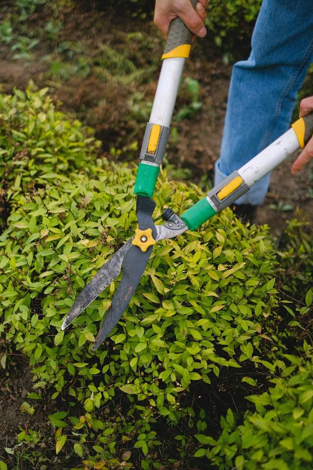 Hedge and Shrub Trimming in Toronto