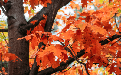 Leaf Cleanup and Eavestrough Cleaning: Preventing Damage from Fall Debris in Toronto