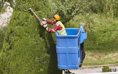 The Importance of Hedge and Shrub Trimming in Toronto