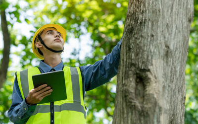 Why Hiring a Professional Company in Etobicoke is Essential for Your Tree Care Needs