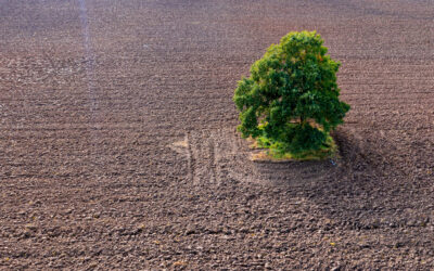 The Role of Trees in Climate Change Mitigation in Toronto