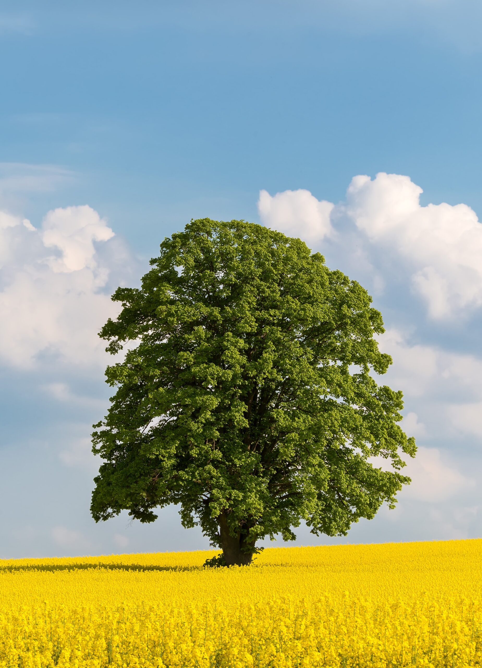 solitary-tree-2024-11-25-10-52-45-utc
