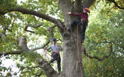 The Importance of Cabling and Bracing for Trees Before Winter Storms in Markham