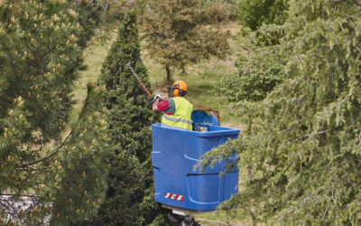 Professional Tree Removal Services in Toronto – Safe, Efficient, and Trusted