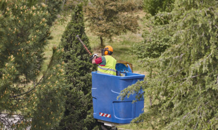 Professional Tree Removal Services in Toronto – Safe, Efficient, and Trusted