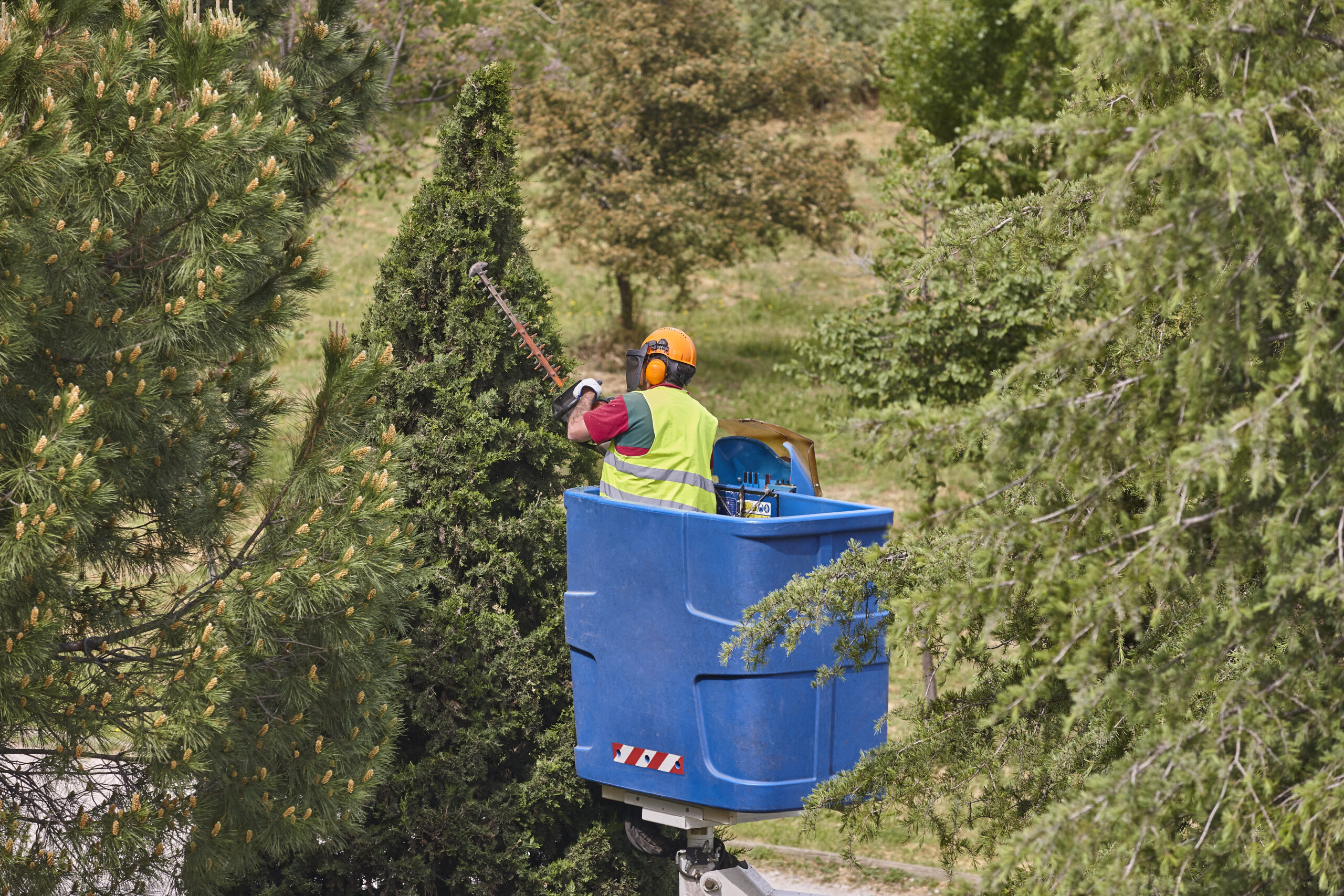 Gardener pruning a cypress on a crane. Seasonal maintenance Professional arborist wearing safety gear using chainsaw to cut tree logs in a Toronto backyard during a removal job