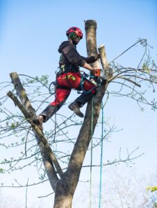 Tree removal professional cutting a branch using safety harness and chainsaw – Castor Tree Care Services Toronto