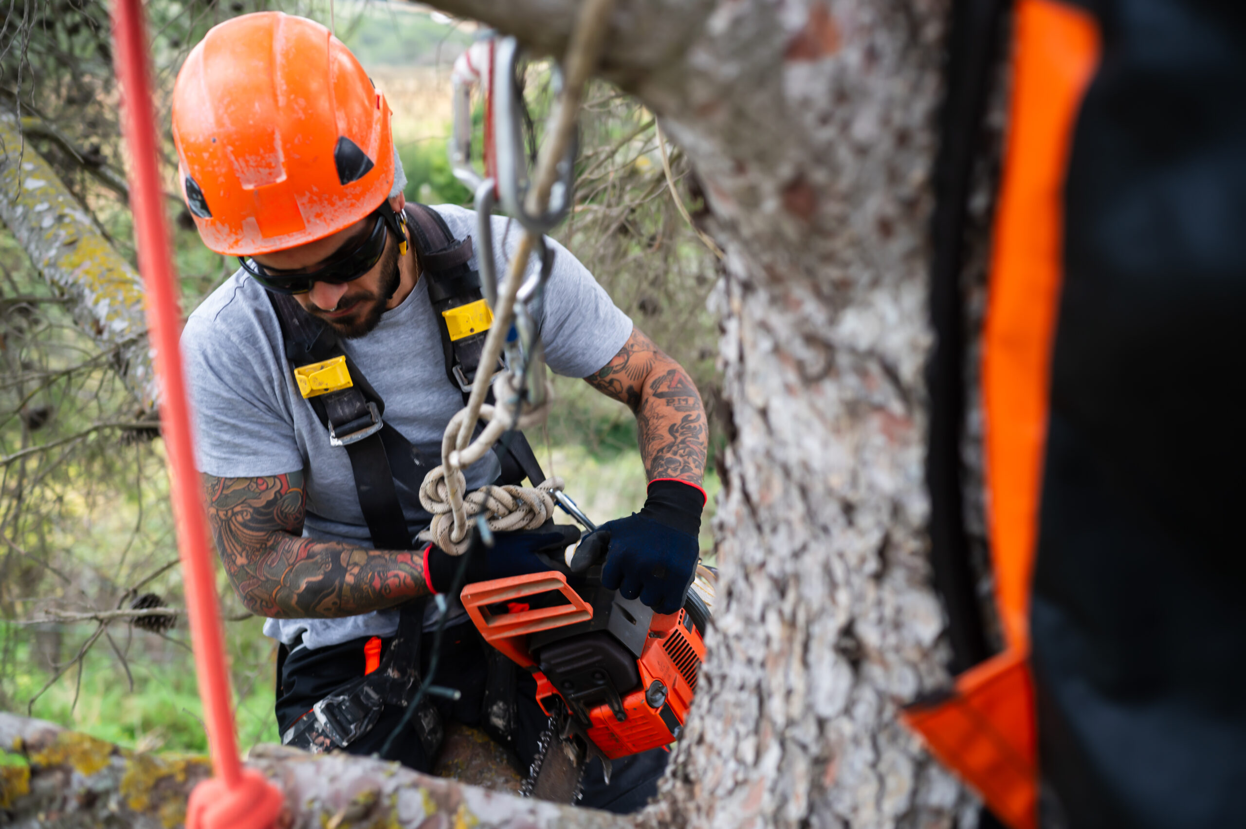 Man in protective helmet cutting large tree trunk into firewood logs during professional tree removal in Toronto forested area
