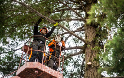 Emergency Tree Services, Tree Removal, Pruning & Trimming in Toronto – What Homeowners Need to Know