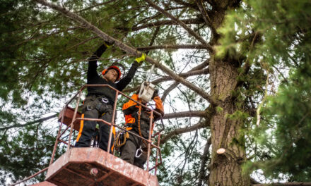 Emergency Tree Services, Tree Removal, Pruning & Trimming in Toronto – What Homeowners Need to Know
