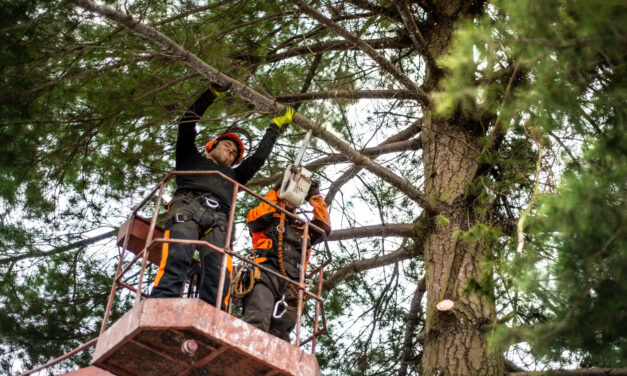Emergency Tree Services, Tree Removal, Pruning & Trimming in Toronto – What Homeowners Need to Know