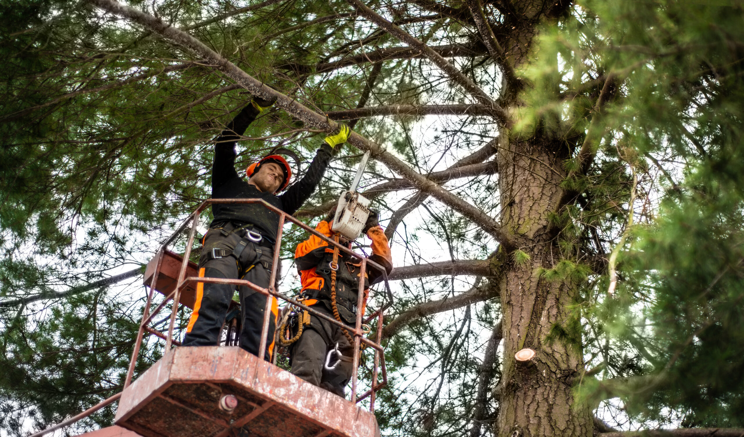 Professional arborists pruning a tall tree from lift platform in Toronto