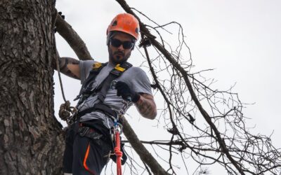 Tree Removal in Canada: When It’s Necessary and What You Need to Know