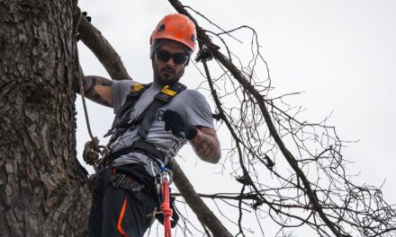Tree Removal in Canada: When It’s Necessary and What You Need to Know