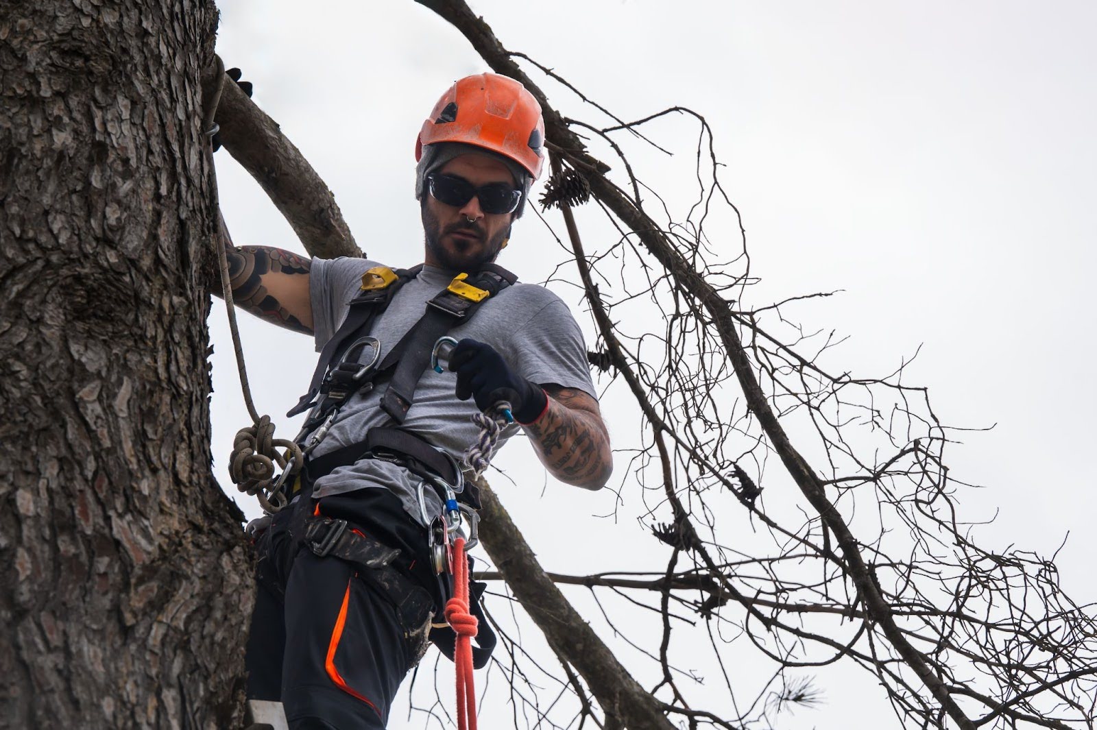 ISA-certified arborist in safety gear preparing for tree assessment and removal – Castor Tree Care Services Toronto
