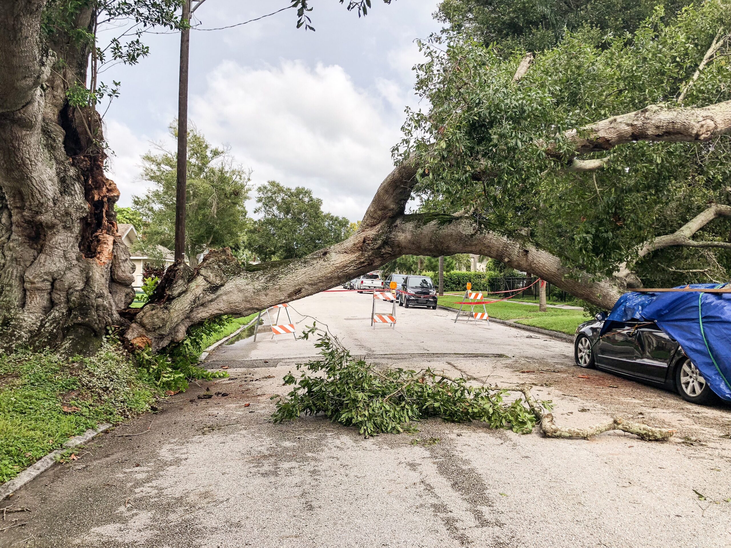 Man in protective helmet cutting large tree trunk into firewood logs during professional tree removal in Toronto forested area
