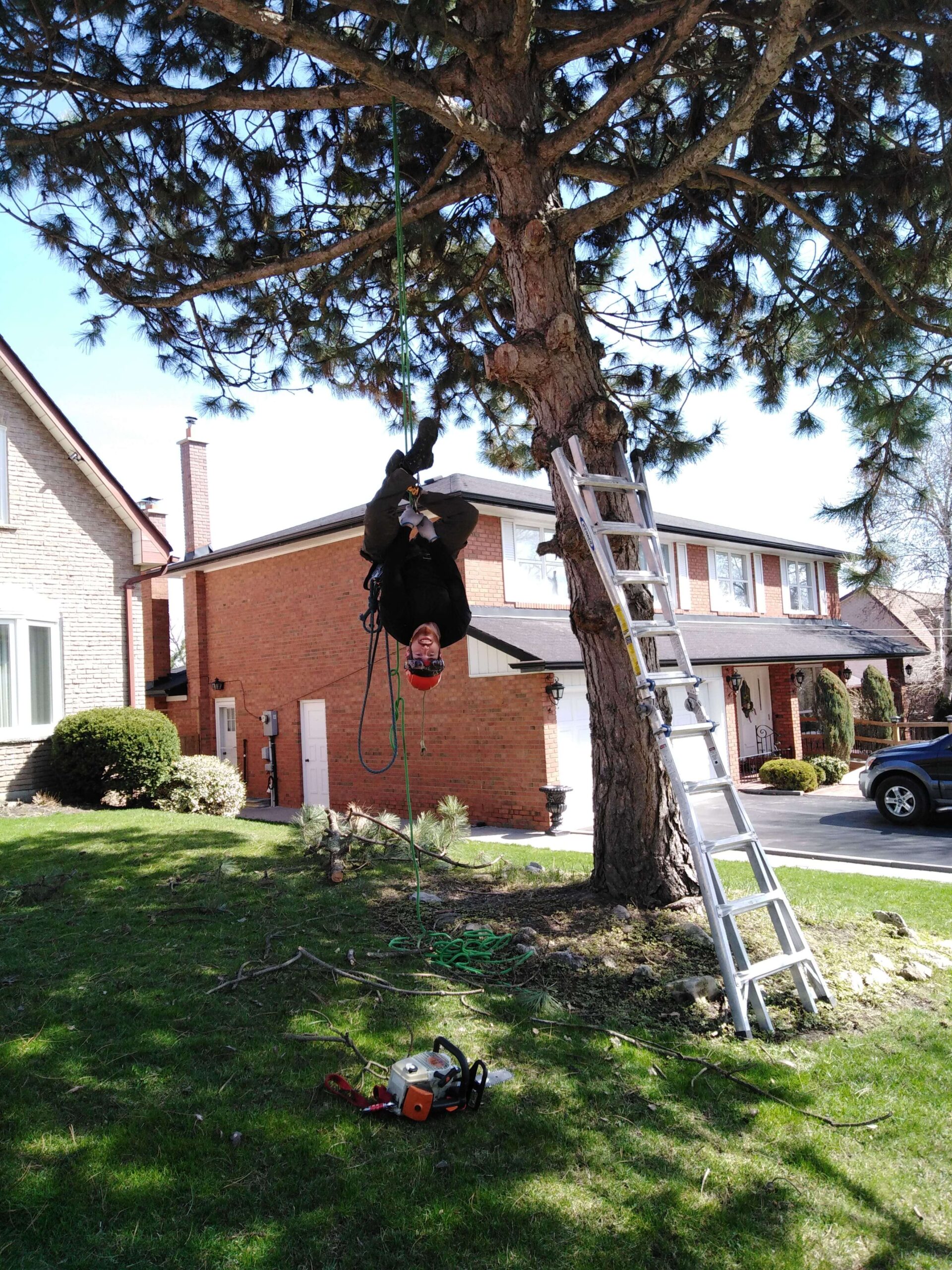 ISA-certified arborist in safety gear preparing for tree assessment and removal – Castor Tree Care Services Toronto