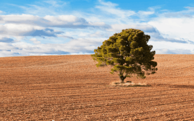 How to Protect Your Trees from Drought and Heat Stress This Summer in Richmond Hill