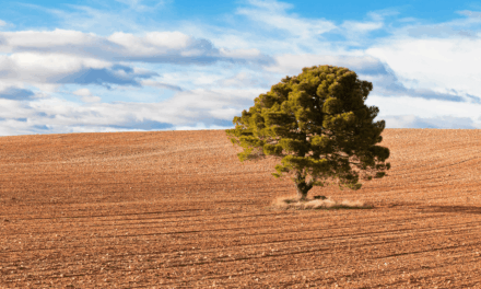 How to Protect Your Trees from Drought and Heat Stress This Summer in Richmond Hill