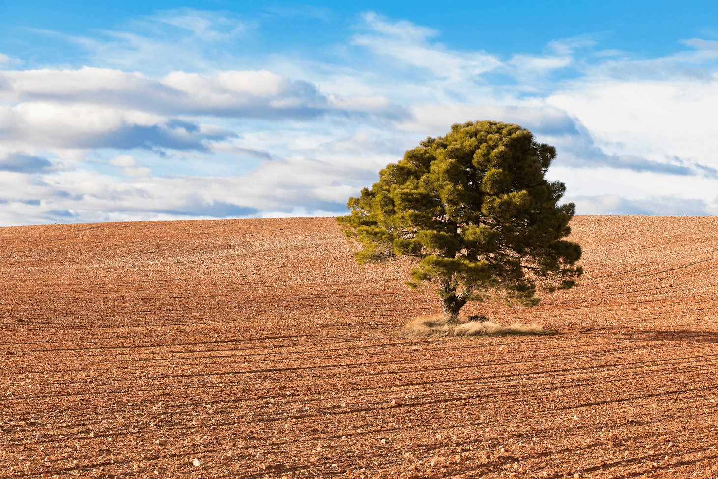 Tree in Dry Summer Field, Richmond Hill – Castor Tree Care