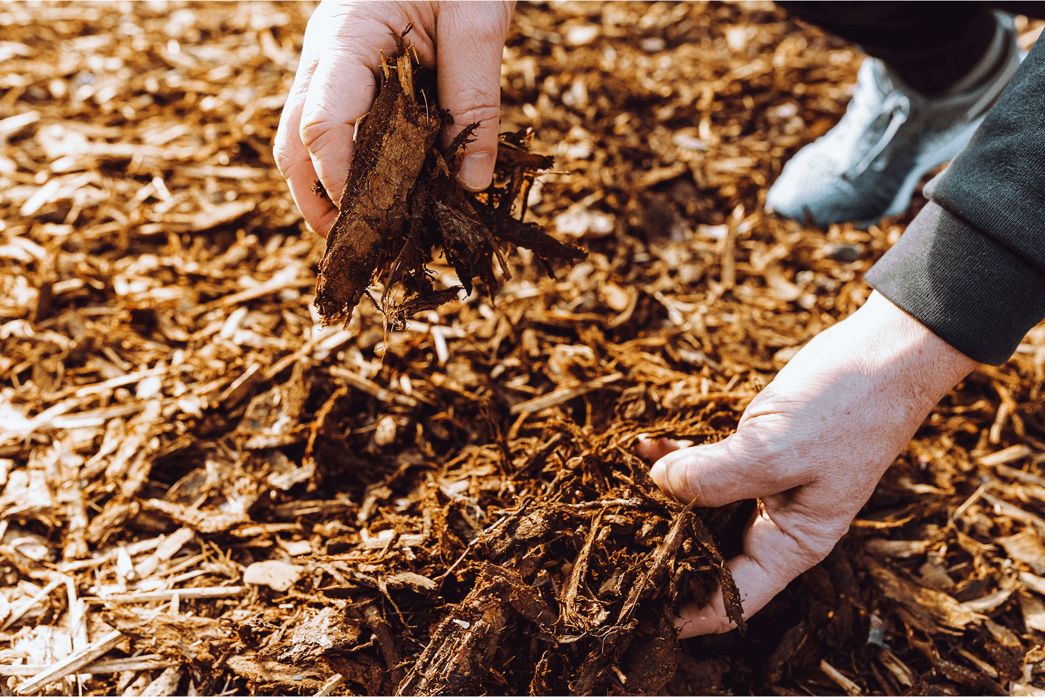 rganic Mulch to Protect Trees in Summer – Castor Tree Care