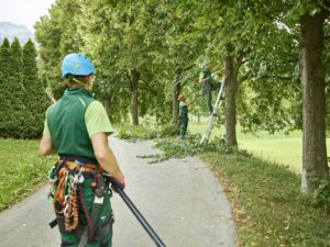 Team of arborists trimming large trees along a residential path in Mississauga during summer tree maintenance.