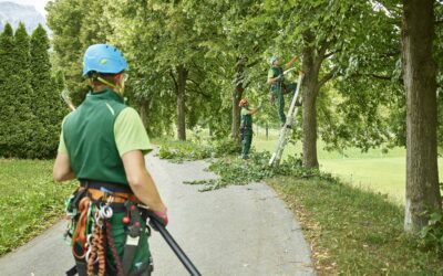 Why Is Summer the Ideal Time for Light Tree Trimming and Maintenance in Mississauga?