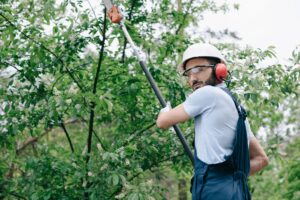 Certified arborist performing light summer trimming with a telescopic saw to improve tree health in Mississauga.