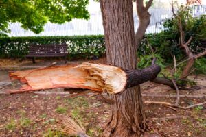 Broken tree branch showing structural damage, a common safety hazard in Markham Ontario.