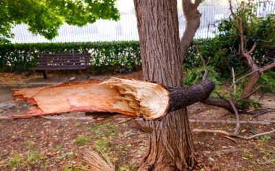 Signs Your Tree Is a Safety Hazard and Needs Immediate Attention in Markham, Ontario