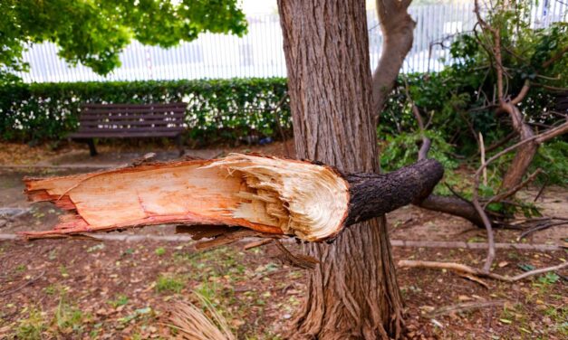 Signs Your Tree Is a Safety Hazard and Needs Immediate Attention in Markham, Ontario