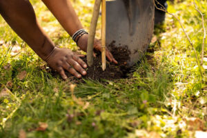 Gardener applying fertilizer and mulch around a mature tree for summer care in Scarborough