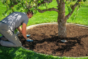 Hands planting a young tree in soil as part of summer tree fertilization in Scarborough