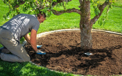Summer Tree Fertilization: Is It Necessary and How to Do It Safely?