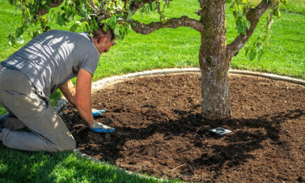 Summer Tree Fertilization: Is It Necessary and How to Do It Safely?