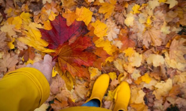 Toronto’s Fall Season: How to Prepare Your Gutters for Heavy Leaf Drop