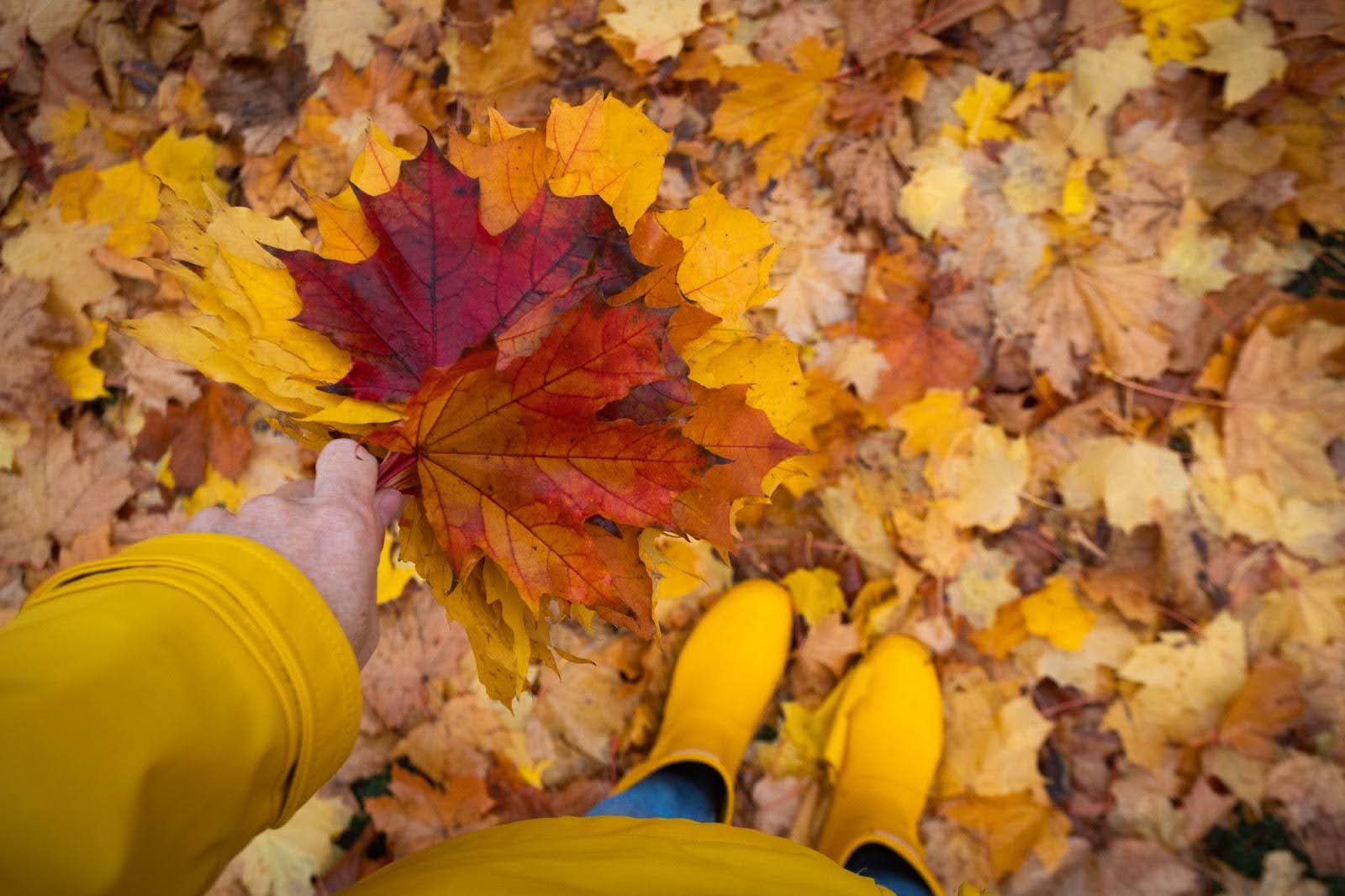 fall-leaf-cleanup-toronto Hand holding colorful fall leaves during seasonal gutter cleaning Toronto