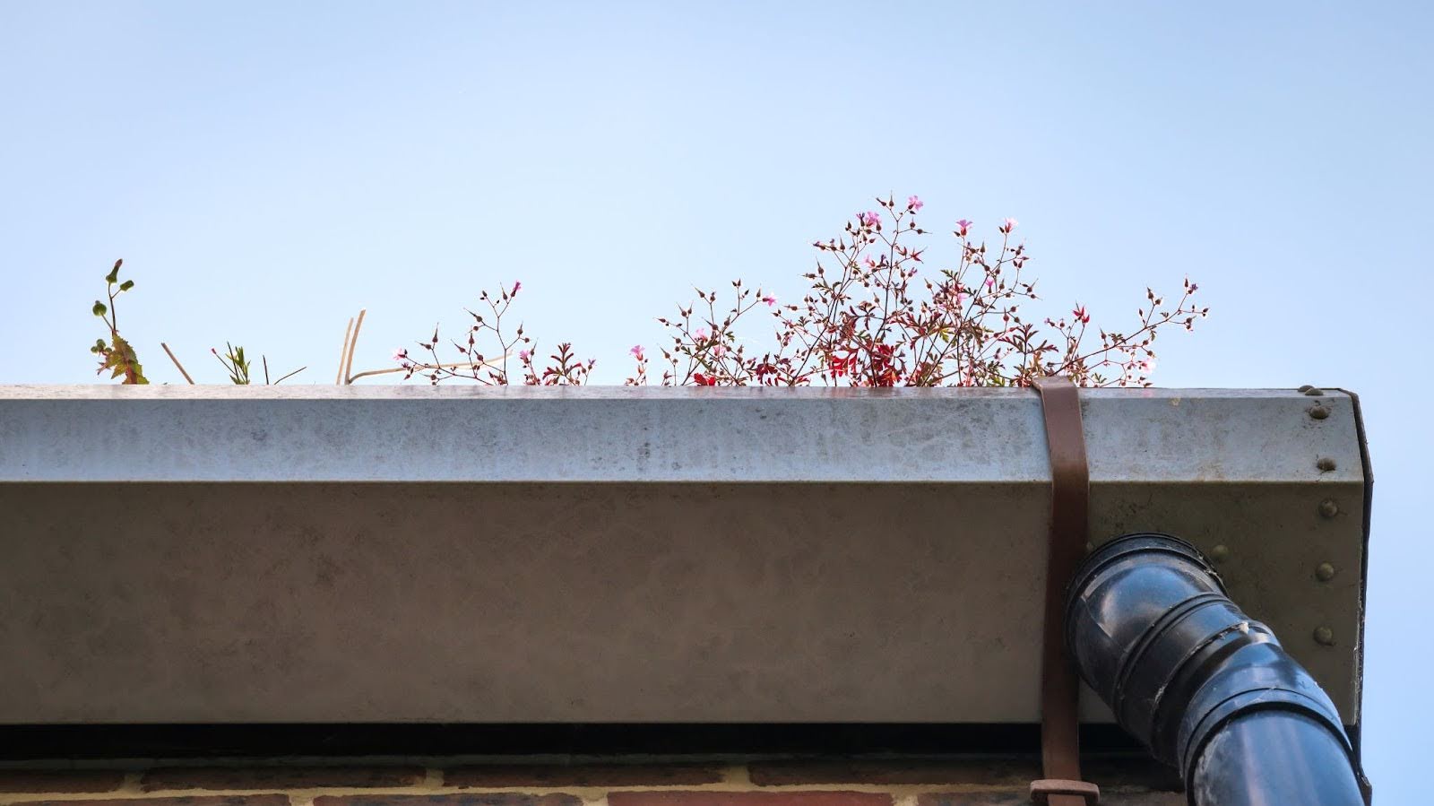 logged-gutter-plants-toronto Clogged gutter with plants showing need for gutter cleaning in Toronto