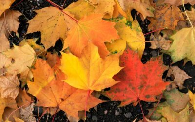 Top Signs Your Gutters Need Professional Cleaning Before Winter in High Park, Toronto