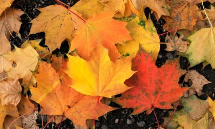 Top Signs Your Gutters Need Professional Cleaning Before Winter in High Park, Toronto
