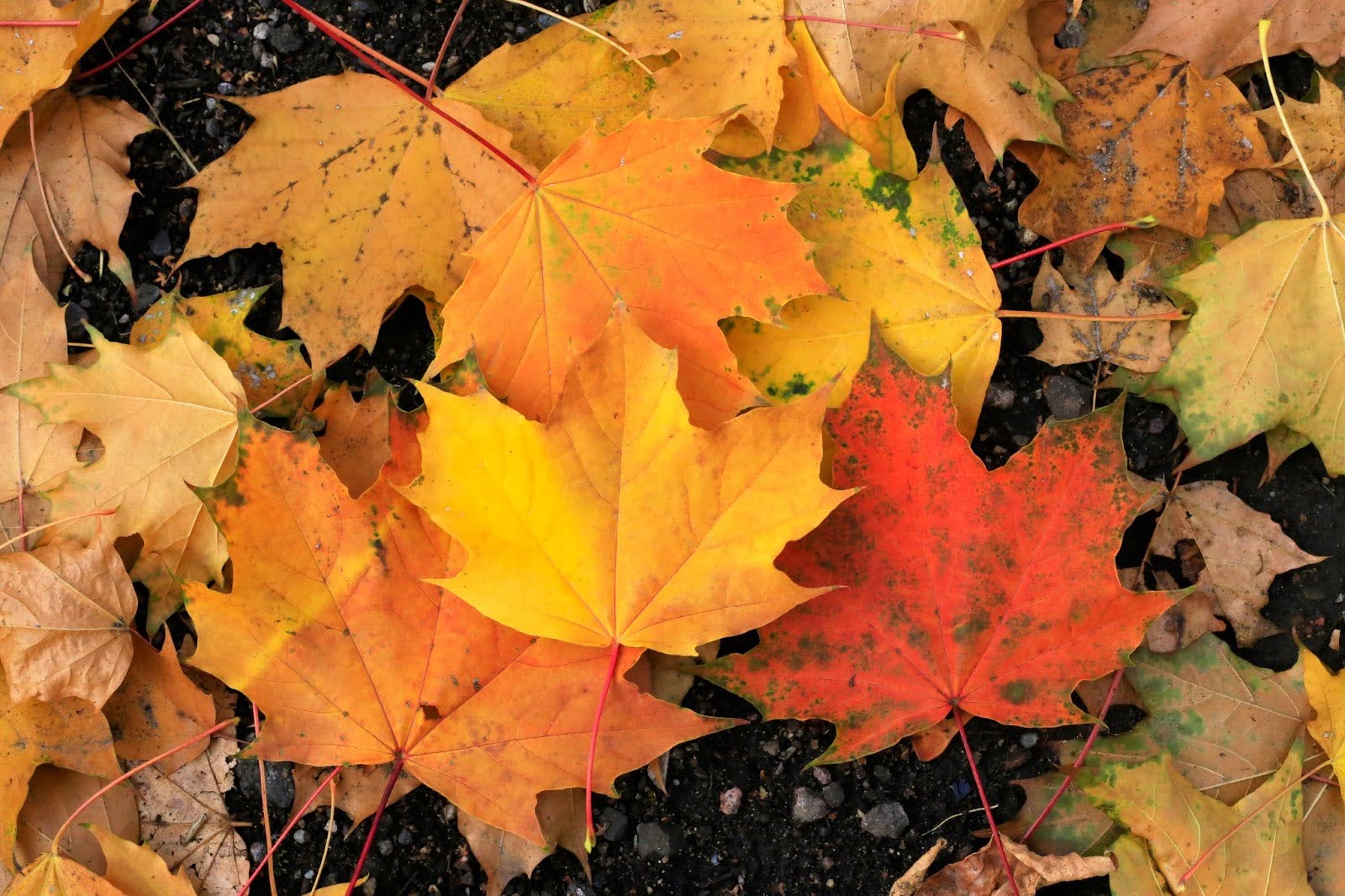 autumn-leaves-high-park-toronto Close-up of colorful maple leaves during fall season in High Park Toronto, highlighting need for gutter cleaning