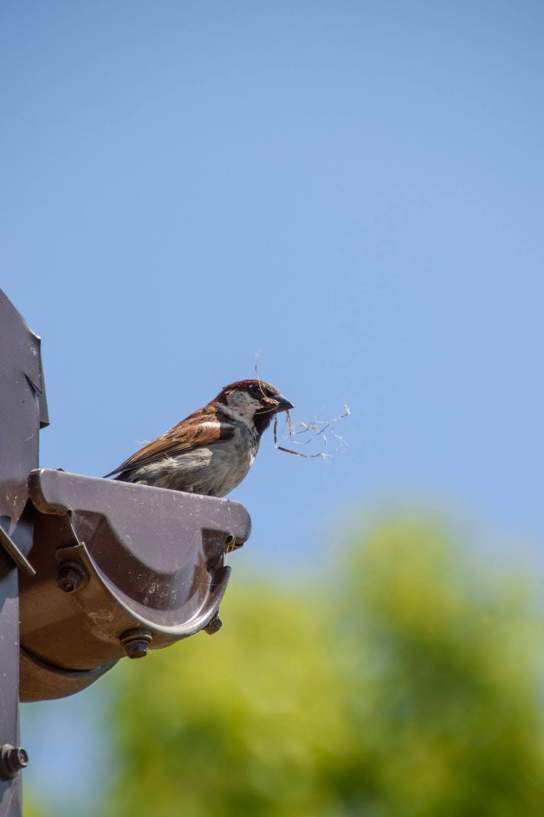 bird-in-gutter-high-park-toronto Sparrow sitting on a gutter filled with debris, showing need for gutter cleaning in High Park Toronto